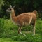 Rejs til Costa Rica og se lamaen