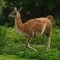 Lama i Peru