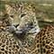 Rejs til Tanzania og se leoparder