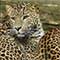 leoparden