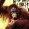 Se orangutangen på din Borneo rejse