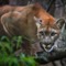 Puma i Peru