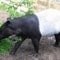 Rejs til Costa Rica og oplev tapiren