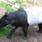 Tapir i Peru