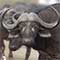 Bøffel i Sydafrika
