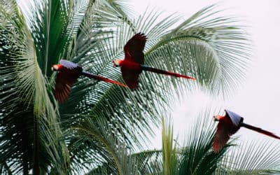 Rejs til Costa Rica og oplev et fantastisk dyreliv