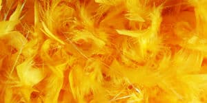 Tag til karneval i Limón, når du rejser til Costa Rica