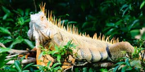 Behagelig temperatur i Costa Rica
