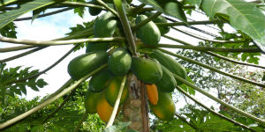 I Costa Rica spiser man masser af frugt