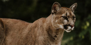 puma i Costa Rica