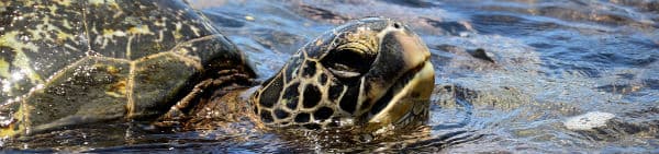 I Costa Rica lever der mange skildpadder