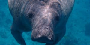 Mød de søde søkøer på din rejse til Costa Rica