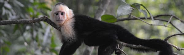 Se mange forskellige dyr på din Costa Rica rejse