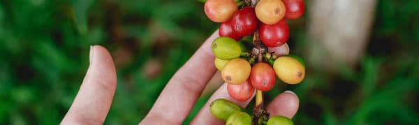 Kaffeplantage i Costa Rica