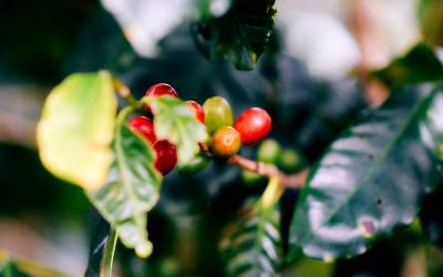 Besøg en kaffeplantage i Mellemamerika