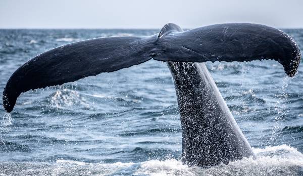 Oplev hvalsafari i New Zealand