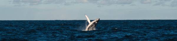 Oplev hvalsafari i New Zealand