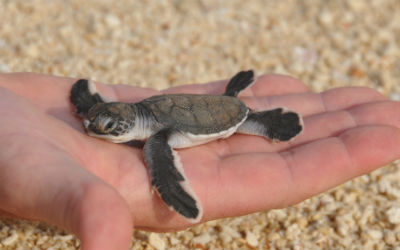 Du skal huske at søge om visum i god tid, inden du besøger Borneo