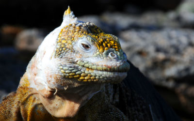 kender du regler for visum ved rejse til Ecuador?