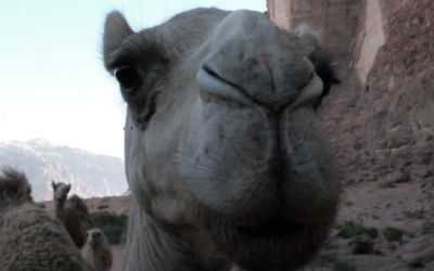 Læs om reglerne for visum, inden du rejser til Marokko