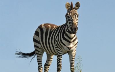 Kend reglerne for visum til Tanzania