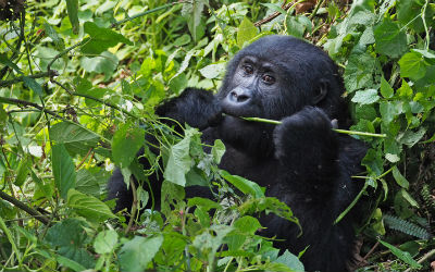 Hav styr på visum inden din Uganda rejse