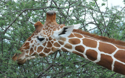 Du skal kende reglerne for visum, inden du rejser til Kenya