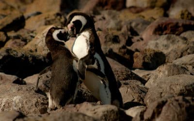 Mød masser af pingviner når du rejser i Argentina