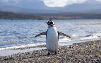 En rejse til Argentina er først fuldført ved verdens ende, Ushuaia