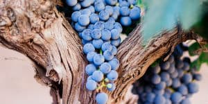 Besøg Mendoza på din rejse til Argentina