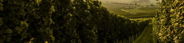 På din Argentina rejse finder du den bedste argentinske vin i Mendoza 