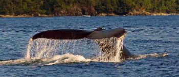 Du kan tage på hvalsafari i Colombia