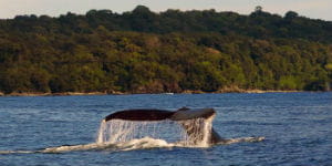 Det varme klima i Colombia giver mulighed for hvalsafari