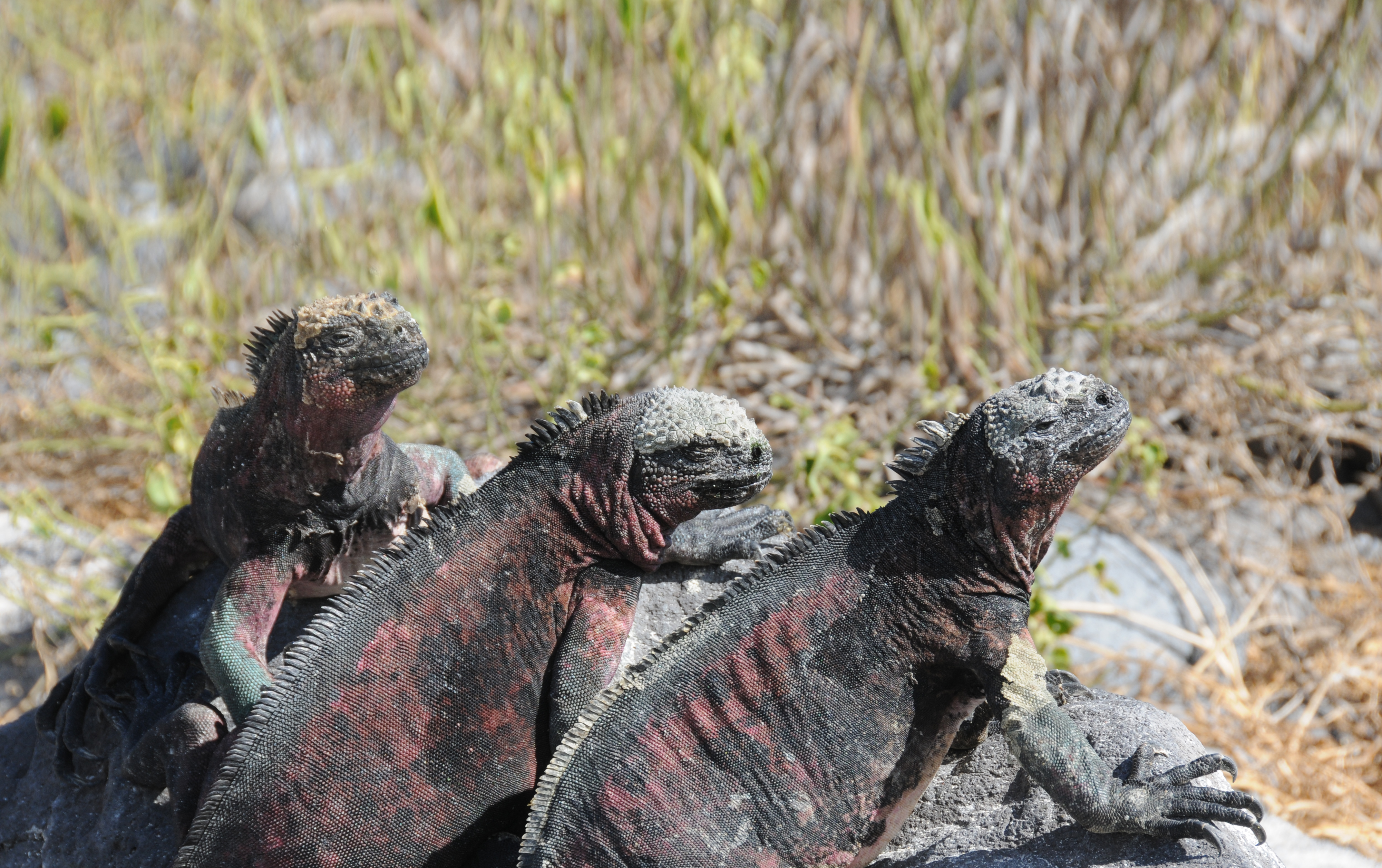 Bådene på Galapagos