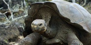 Der er mange store skildpadder på Galapagos øerne