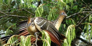 Der er mange specielle fugle i Amazonas junglen