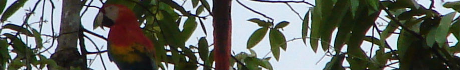 Oplev papegøjer i Amazonas junglen på din Peru rejse