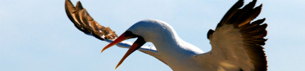 Du vil opleve et varierende dyreliv på din rejse til Ecuador og Galapagos