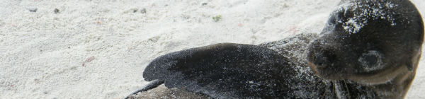 Der er mange søløver på Galapagosøerne