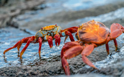 Krabber på Galapagos øerne