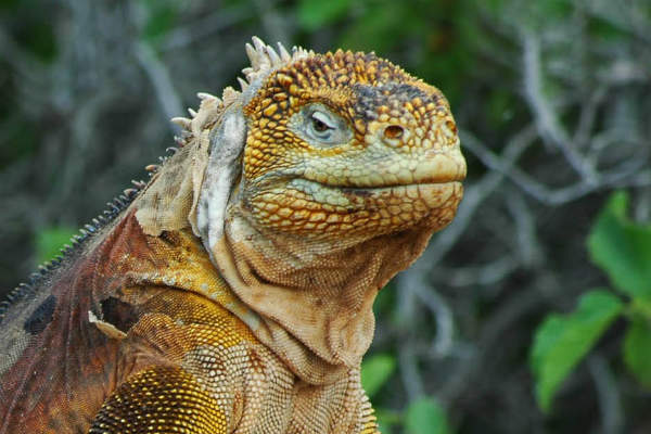 Kom helt tæt på Amazonas junglens mange dyr på din Peru rejse