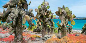 Naturen på Galapagos er meget anderledes, end hvad vi kender hjemmefra