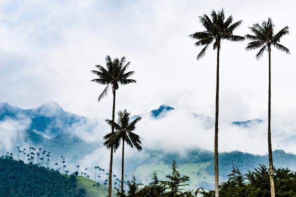 Rejs til Sydamerika og oplev naturen