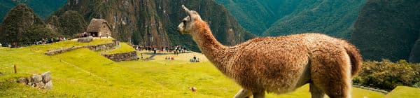 Rejs til Machu Picchu og se alpaca