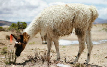 rejs til Peru og oplev Alpaca