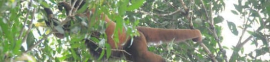 Abe i Amazonas regnskov i Peru