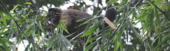 Dyr i Amazonas jungle i Peru