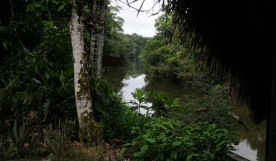 Amazonas jungle i Peru
