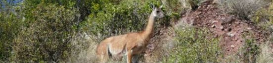 Dyr ved Colca i Peru