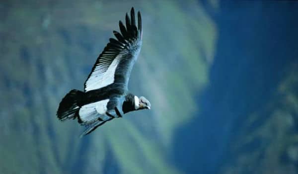 Fugl ved Colca Canyon i Peru